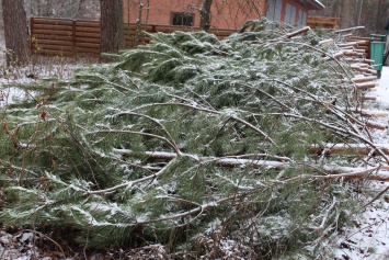 Для главной елки страны везут 400 хвойных деревьев из Житомирской области
