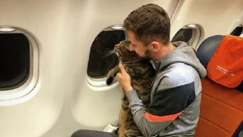Из-за лишнего веса кота не пустили в самолет: хозяин водит питомца в фитнес-клуб