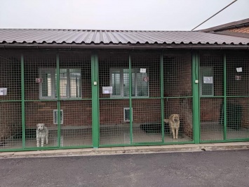 Собакам, которых привезли из харьковского приюта, будут искать семьи в Днепре