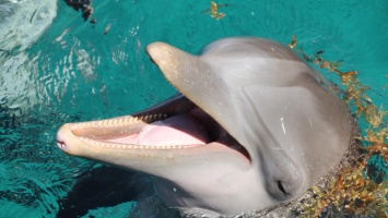 Ученые нашли у дельфинов удивительный человеческий фактор