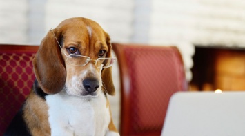 ТОП-10 самых умных собак