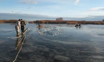 В Киевской обл. спасатели вытащили со льда оленя (фото, видео)