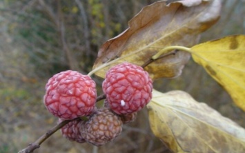 В Одесском ботсаду поспели плоды малинового дерева