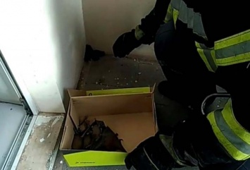 В Кривом Роге спасателям пришлось доставать с балкона 42 летучих мыши (ФОТО)
