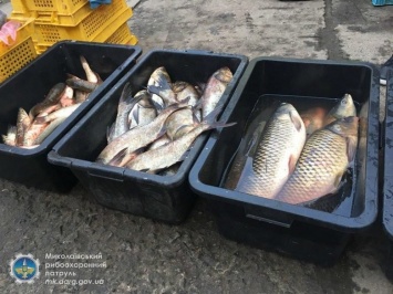 В Николаевской области незаконно продавали свыше 200 кг рыбы, - ФОТО