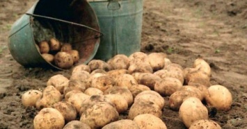 В Украину завезли максимальные объемы импортного картофеля за 8 лет