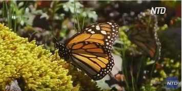 В Мексику устремились миллионы бабочек-монархов (ВИДЕО)