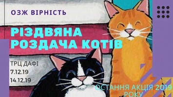 Днепрян приглашают на «Рождественскую раздачу котов»