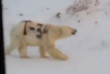 На Чукотке медведя обрекли на голодную гибель, разрисовав мех (ВИДЕО)