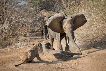 Разъяренная слониха отбила детеныша у львиц и спасла его от съедения заживо