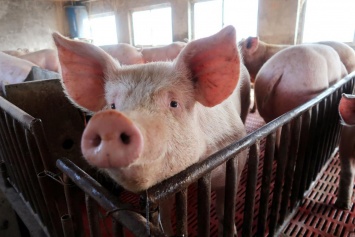 За месяц в Украине зафиксировали три случая африканской чумы свиней