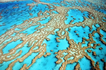 Ученые "озвучили" коралловый риф