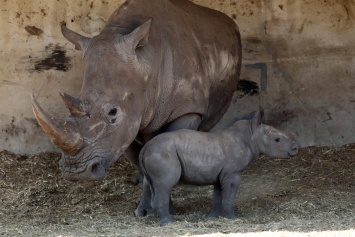 У белых носорогов появился шанс на спасение