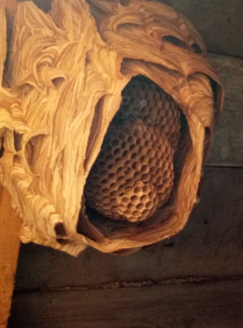 В гараже нашли жуткого вида гнездо (ФОТО)