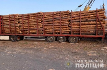 На Житомирщине силовики провели массовые обыски в лесхозах