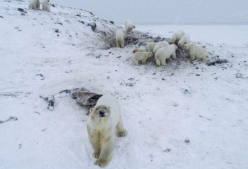 На Чукотке из-за глобального потепления застряли около 60 белых медведей (видео)