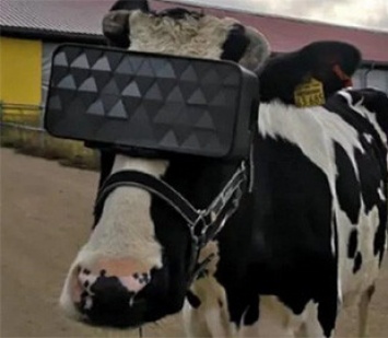Ученые изобрели VR-очки для коров, чтобы увеличить количество молока