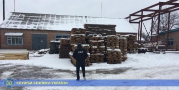 В Харькове СБУ задержала директора лесхоза, который продал древесины на 5,5 миллионов гривен, - ФОТО