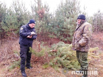 На Новый Год: в лесничестве на Черниговщине незаконно вырубали деревья
