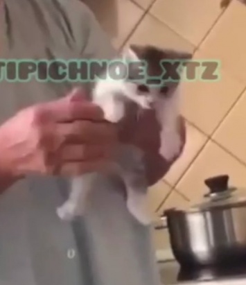 В Харькове женщина издевалась над котенком. Внучка сняла происходящее на видео и выложила в Инстаграм, - ВИДЕО