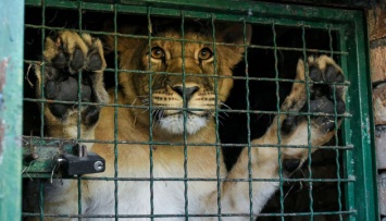 Пятерых львов из бердянского зоопарка "переселят" в Африку