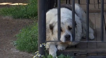 В Николаеве сотрудники «Центра защиты животных» проникли в чужой двор и забрали домашних собак