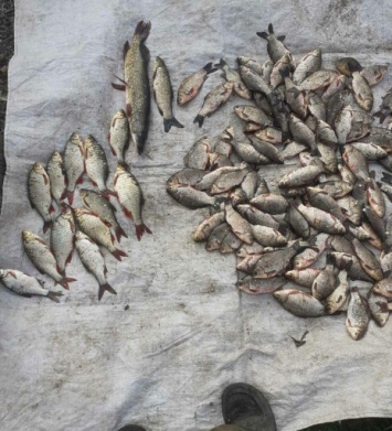 Запорожская рыбоохрана продолжает ловить браконьеров