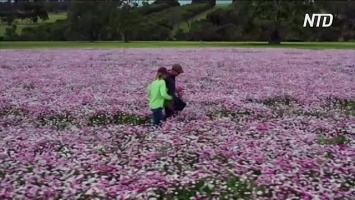 Более выгодно: австралийские фермеры заменяют пшеницу цветами (видео)