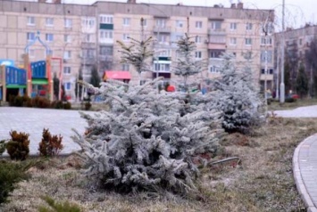 Коммунальное ноу-хау: на Днепропетровщине елки защищают секретной химией