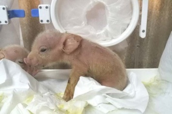 В Китае родились первые гибриды свиней и обезьян, но через неделю умерли. Фото