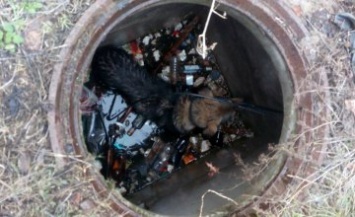 В Днепропетровской области собака провалилась в колодец и чуть не захлебнулась водой