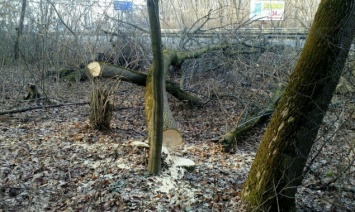 В урочище Теремки национального парка "Голосеевский" застройщик начал вырубку деревьев (фото)
