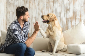 Как собаки понимают речь хозяев: ученые нашли объяснение
