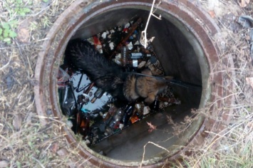 «Могла захлебнуться»: на Днепропетровщине чудом спасли собаку