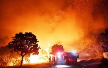В Австралии объявили режим ЧП из-за лесных пожаров