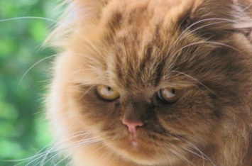 Фелинолог объяснил, за что кошка может обидеться на человека