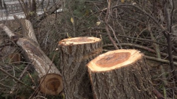 В Симферополе возбудили уголовное дело из-за вырубки деревьев