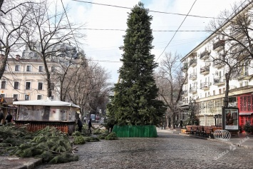 На Дерибасовской главный атрибут Нового года готов к украшению (фото)