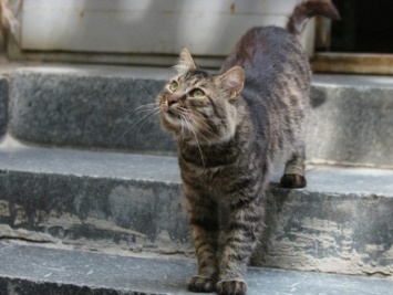 Пропал незаменимый сотрудник кот Семен: в Историческом музее ищут пропажу