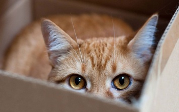 Как понять странное поведение кота: специалисты нашли объяснение