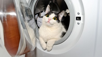 Ад стиральной машинки: женщина спасла котенка из водяного плена