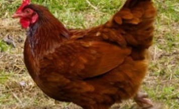 На Днепропетровщине мужчина осужден за убийство курицы с особой жестокостью