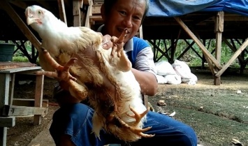 В Индонезии нашли курицу с четырьмя ногами