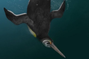 Ученые обнаружили предка современных пингвинов