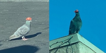В Лас-Вегассе кто-то клеит голубям на головы ковбойские шляпы. А зоозащитники - снимают (ВИДЕО)