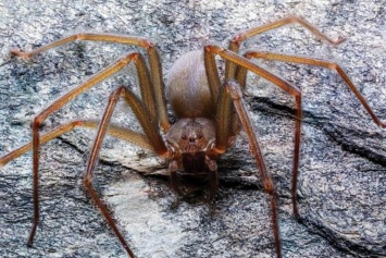 В Мексике открыли вид пауков, укус которых заставляет человеческое тело гнить заживо