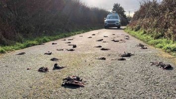 Сотни мертвых птиц найдены на дороге в Уэльсе. Причина их гибели неизвестна