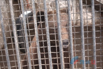 Медведь-шатун и поссорившиеся ламы: как поживают обитатели зоопарка в оккупированном Луганске (фото)