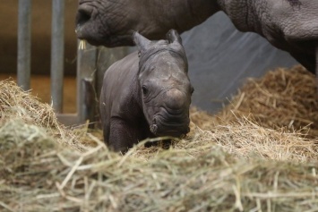 В Бельгии родился редчайший белый носорог (видео)