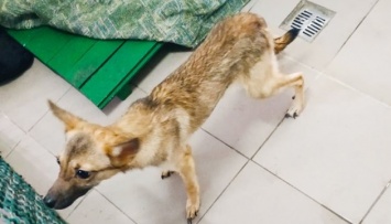В Харькове забрали в приют шестерых истощенных голодом собак, которых никогда не выгуливали